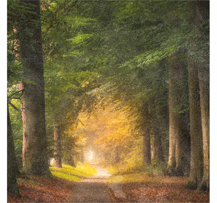 Rollo fenster home office ein spaziergang im wald - TenStickers