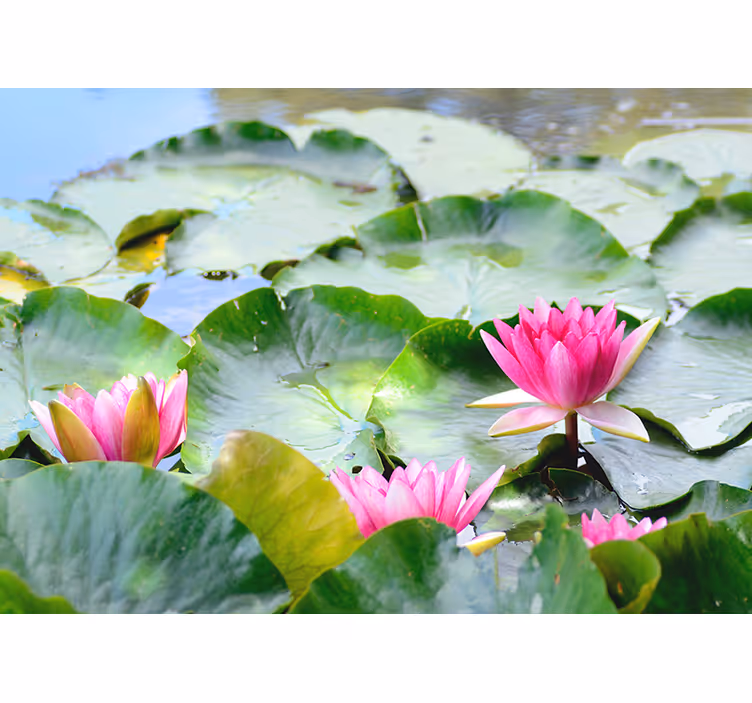 Rollo fenster zen mit linienmuster von lotusblumen - TenStickers