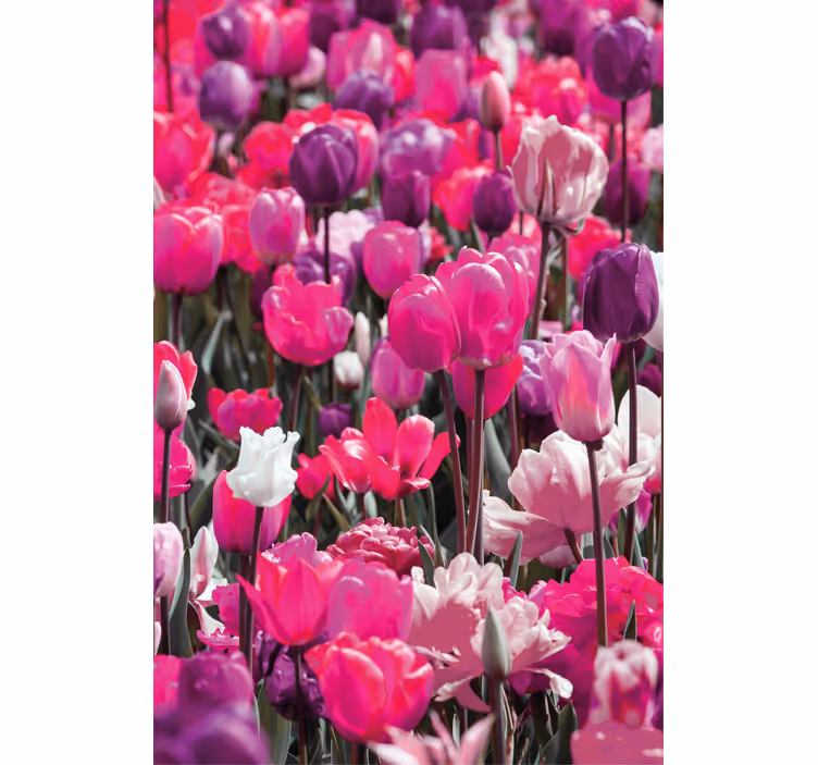 Rollo Fenster Blumen lila tulpenblüten - TenStickers