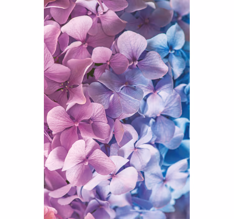 Rollo Fenster Blumen hortensienblütenblatt - TenStickers