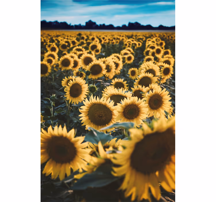 Rollo mit Blumen Sonnenblumenfeld - TenStickers