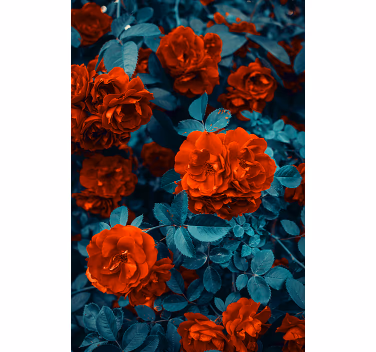 Rollo Fenster Blumen leuchtend blühende rosen - TenStickers