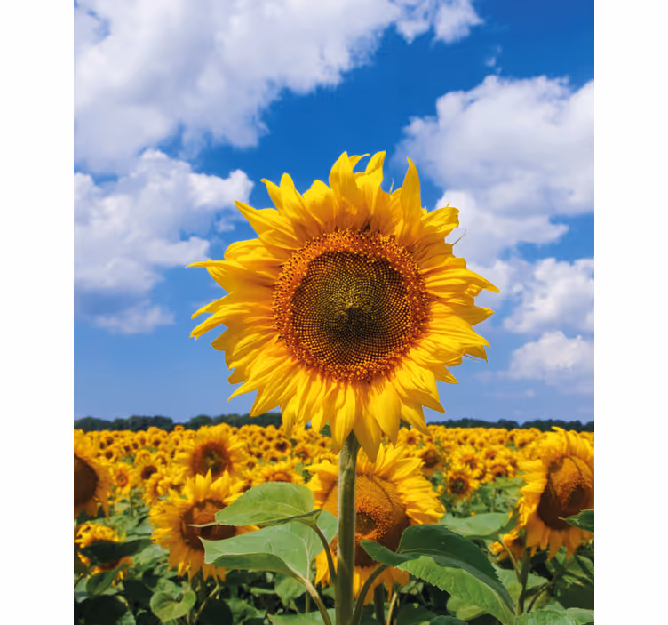 Rollo Fenster Blumen sonnenblumenfeldszene - TenStickers