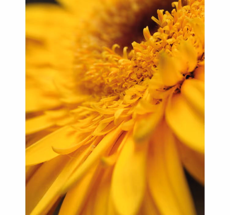 Rollo Fenster Blumen gelbe nahaufnahme - TenStickers
