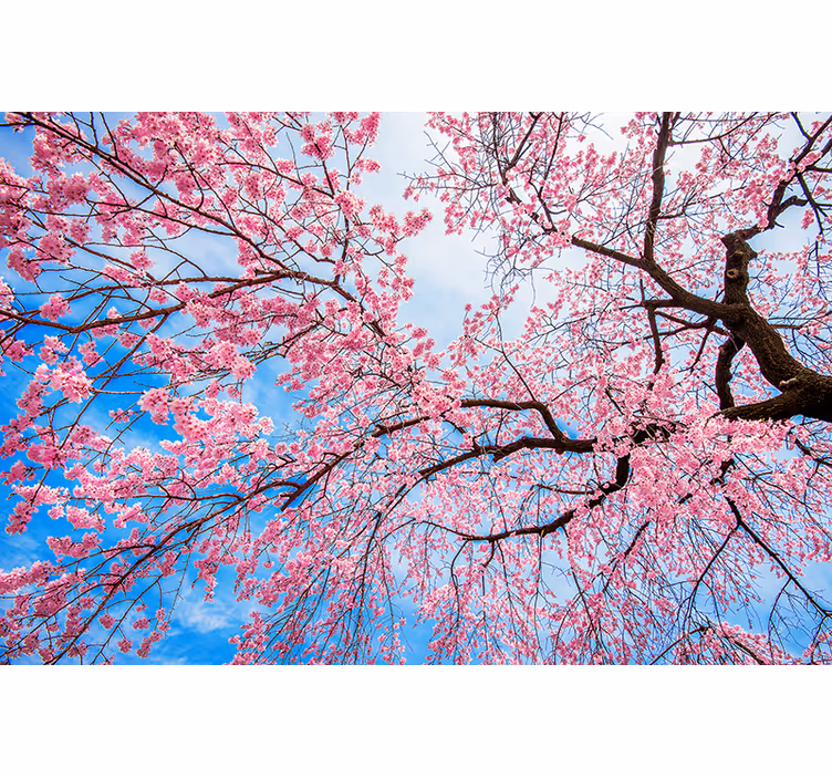 Rollo Fenster Blumen und Pflanzen sakura-gliedmaßen - TenStickers
