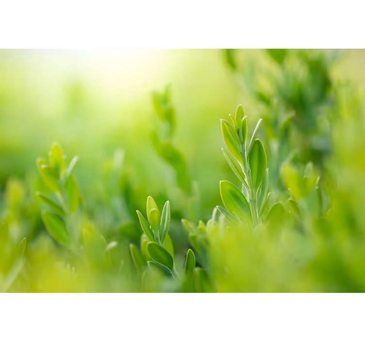 Rollo Fenster Blumen üppiges grünbild - TenStickers