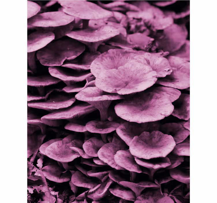 Rollo Fenster Blumen lebendige florale schichten - TenStickers