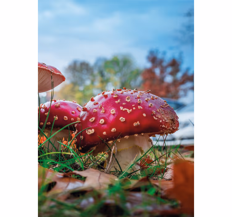 Rollo Fenster Blumen leuchtend rote pilze - TenStickers