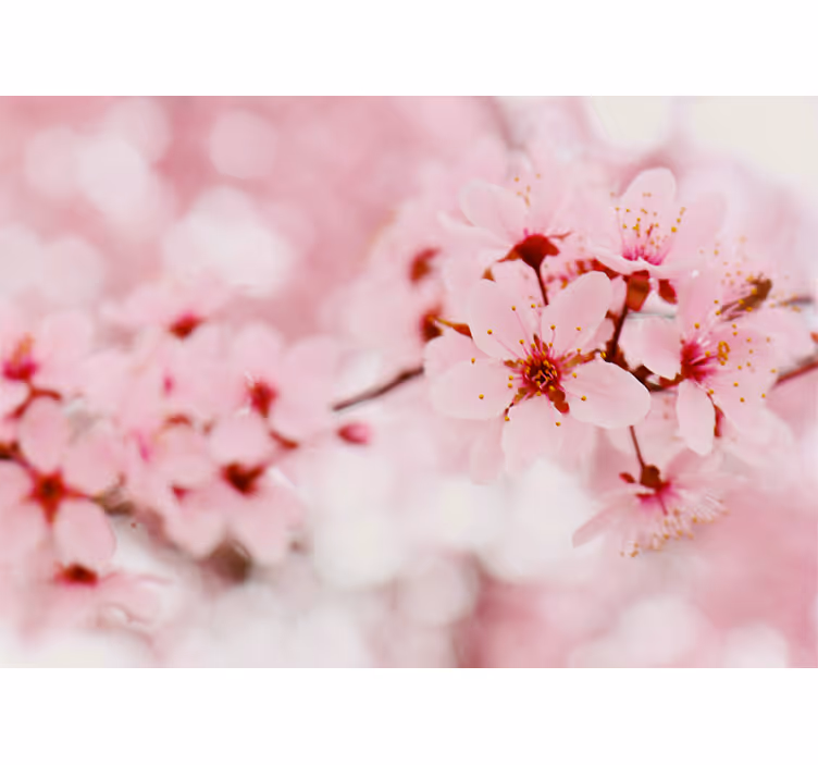 Rollo Fenster Blumen kirschblüten-eleganz - TenStickers
