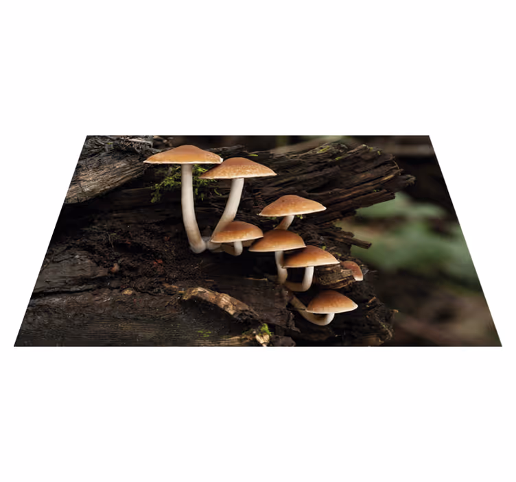 Tischsets originell pilzcluster porträt - TenStickers