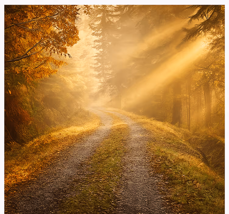 Fototapete Dschungel feuchter wald mit sonnenlicht - TenStickers
