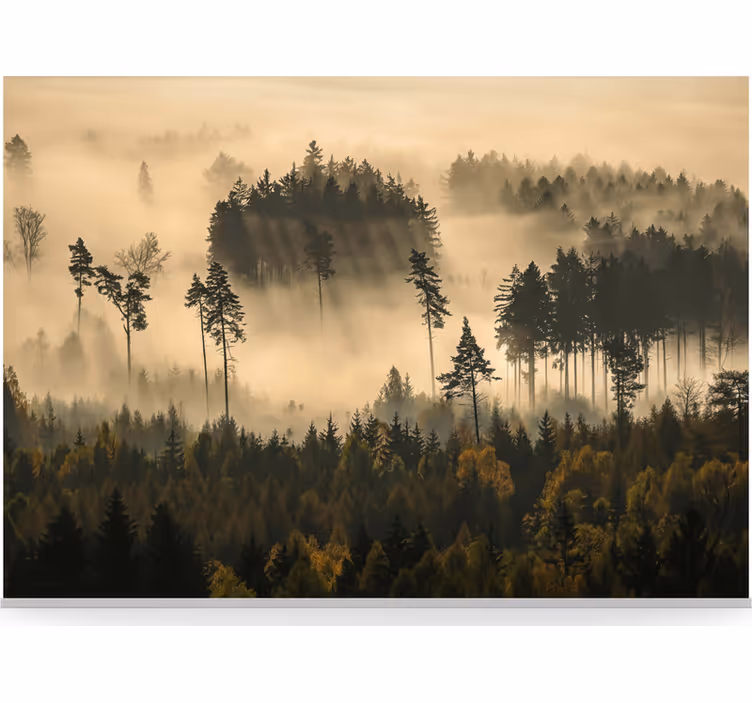 Fototapete wald mit ätherischem morgennebel - TenStickers