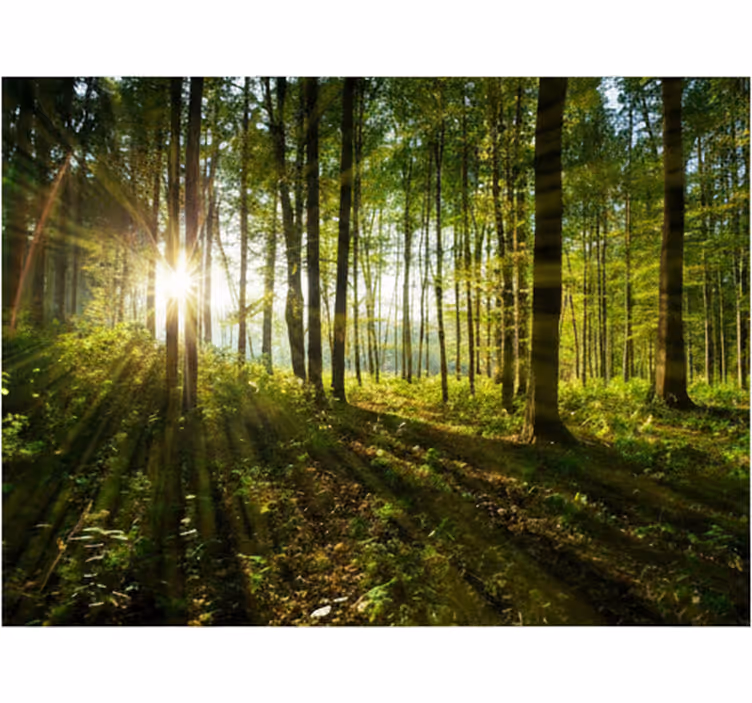 Fototapete wald goldene sonnenstrahlen wälder - TenStickers