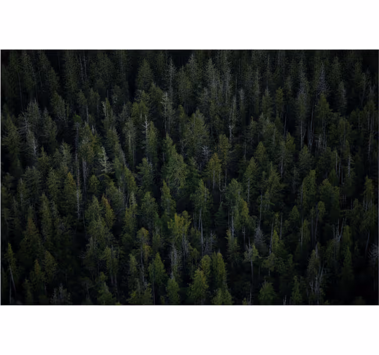 Fototapete wald mit tiefen waldtexturen - TenStickers
