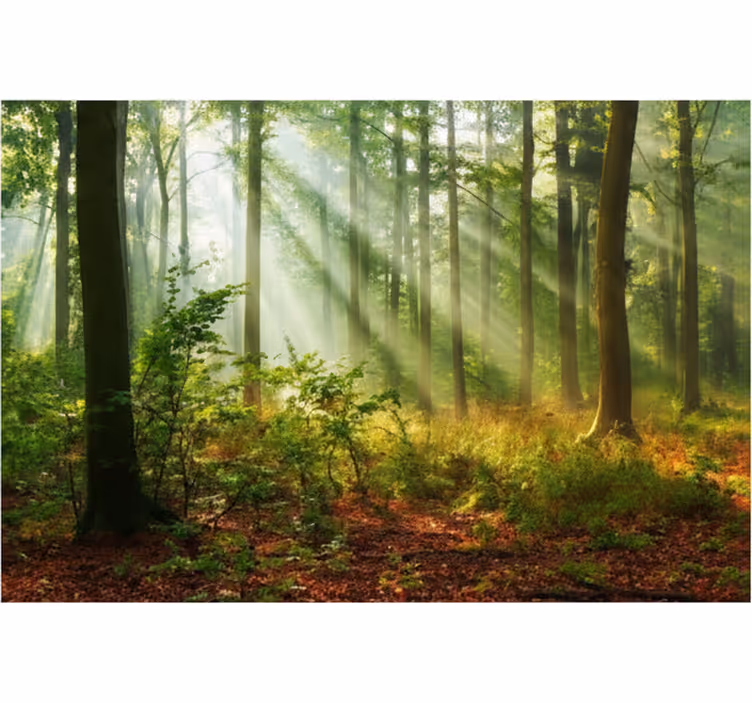 Fototapete wald sonnenbeschienener morgenhain - TenStickers