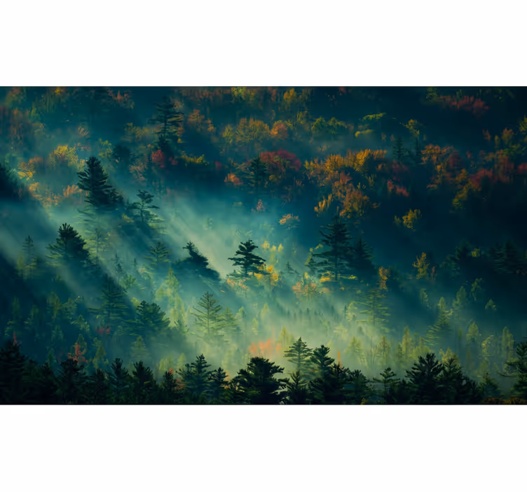 Fototapete wald der geheimnisvolle wald - TenStickers