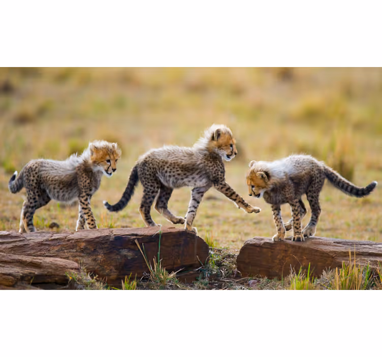 Fototapete afrikanisch mit süßen gepardenbabys - TenStickers
