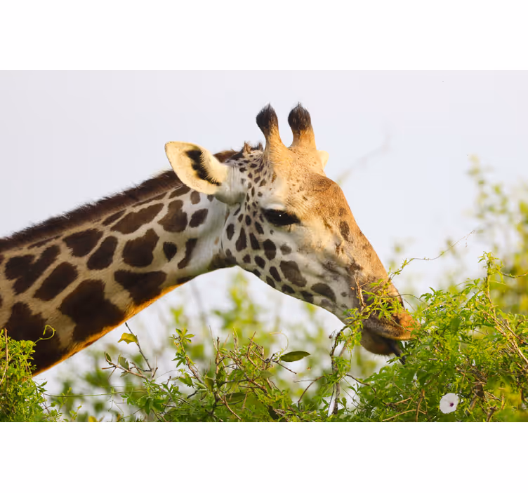 Fototapete afrikanisch hohe giraffe - TenStickers