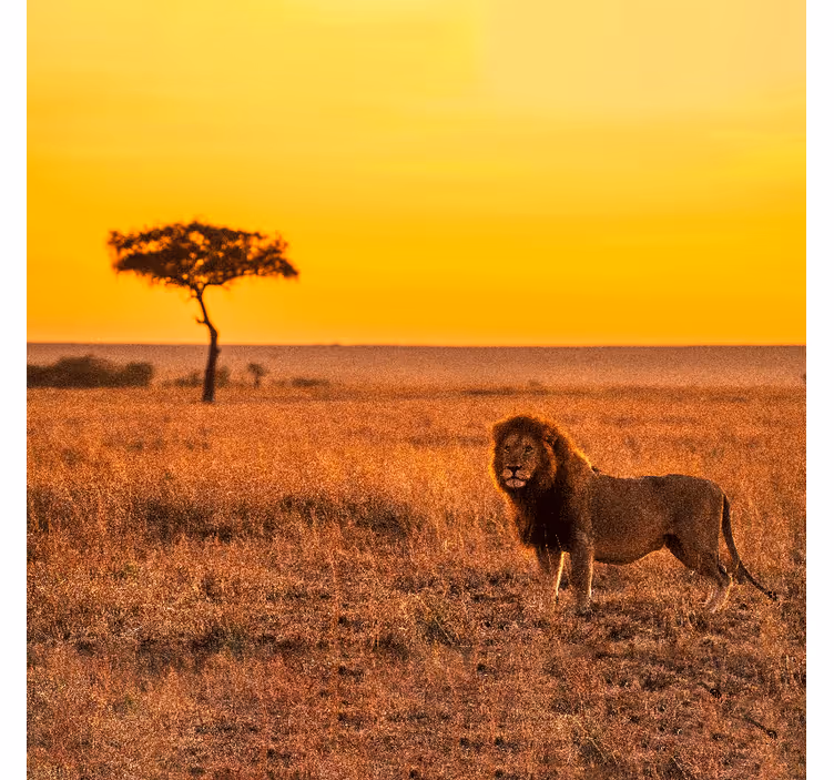 Fototapete afrikanisch baum der savanne am abend - TenStickers
