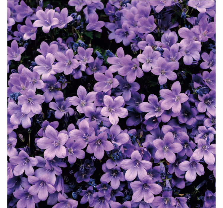 Fototapete lila mit vagen lila blumen - TenStickers