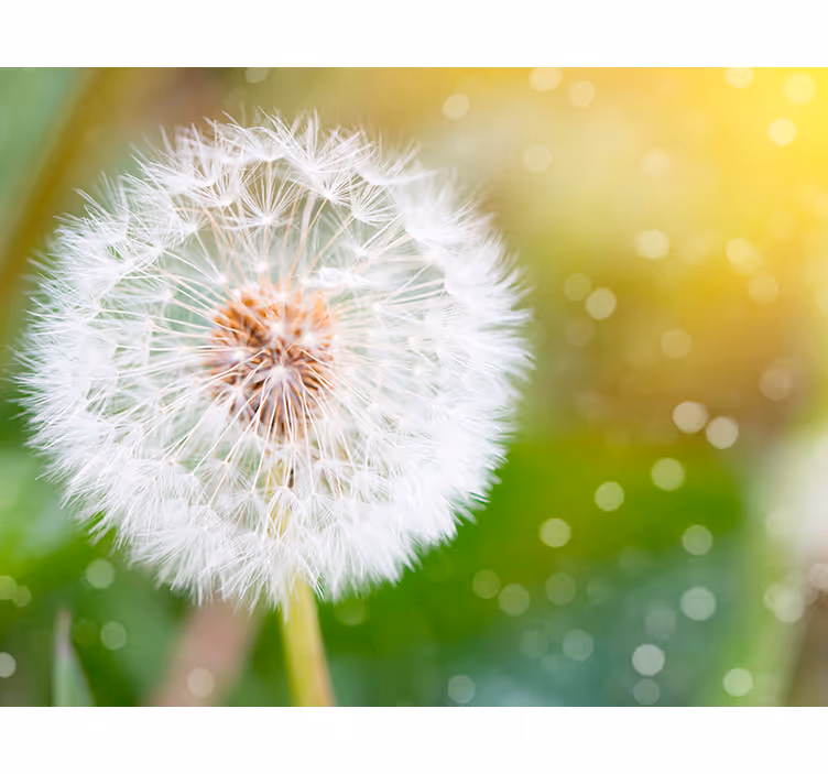 Löwenzahn Pusteblume Fototapete - TenStickers