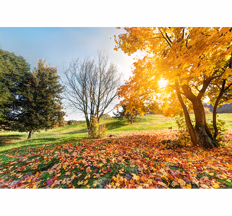 Herbstlicher Morgen Wald Fototapete - TenStickers