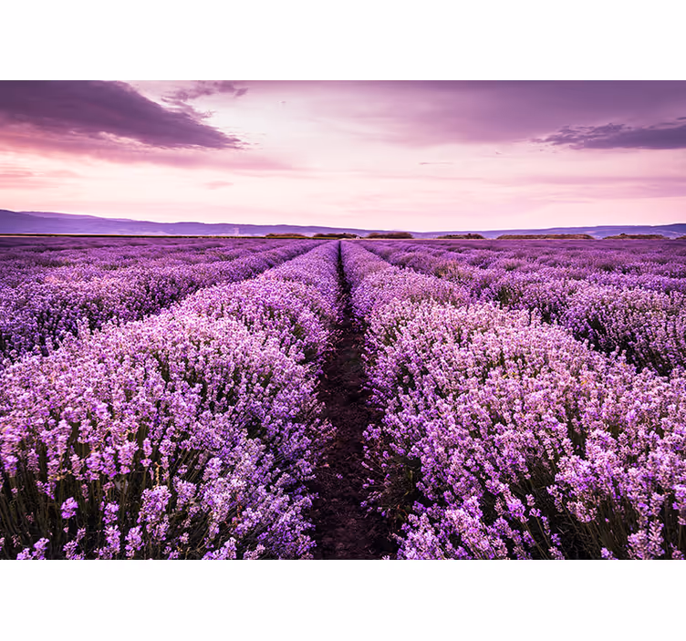 Provence lavendel Fototapete - TenStickers