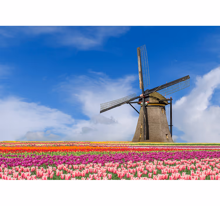 Tulpenfeld und windmühle Fototapete - TenStickers