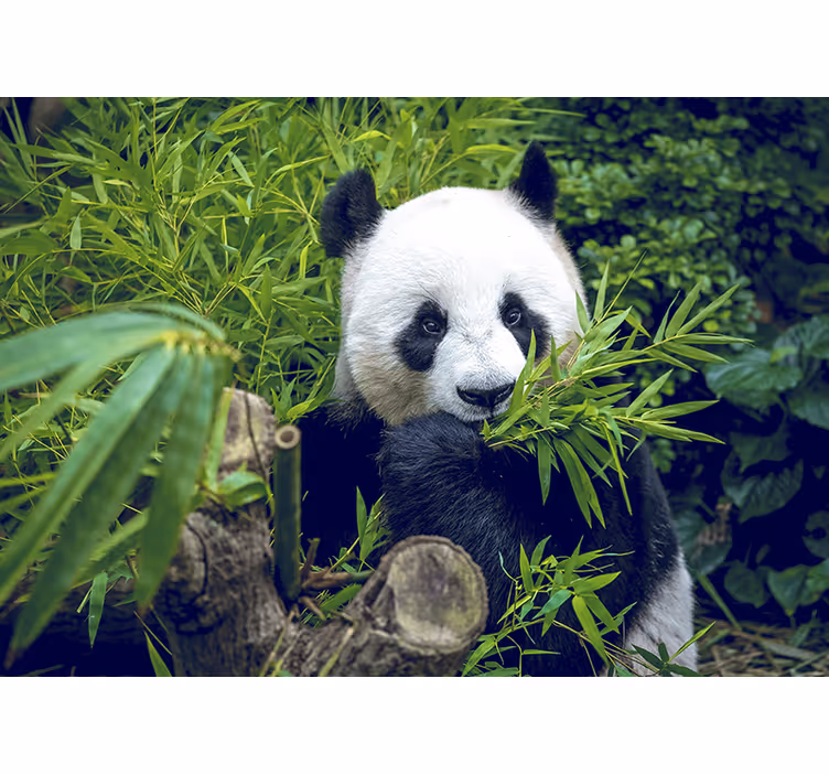 Bambus Fototapete Panda in einem Schatten - TenStickers
