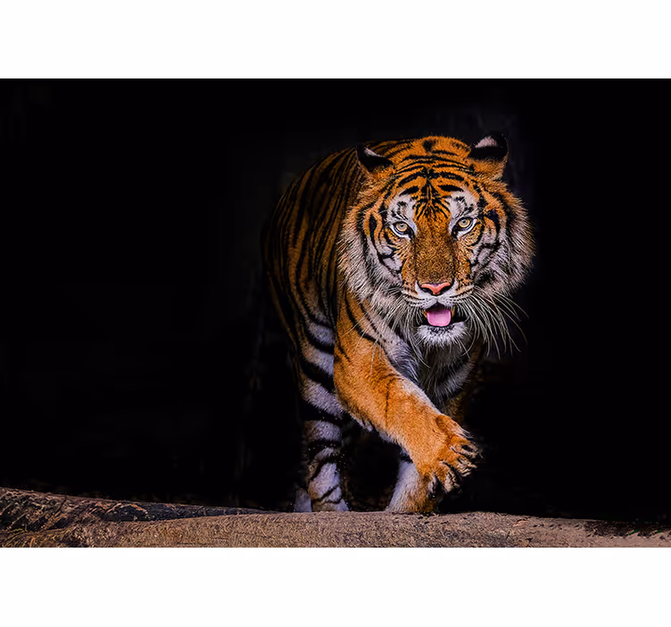 Gefährlicher Tiger Fototapete - TenStickers