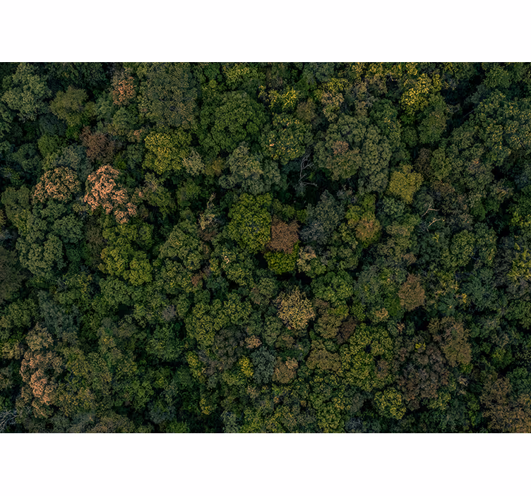 Wald aus Vogelperspektive Bäume Fototapete - TenStickers