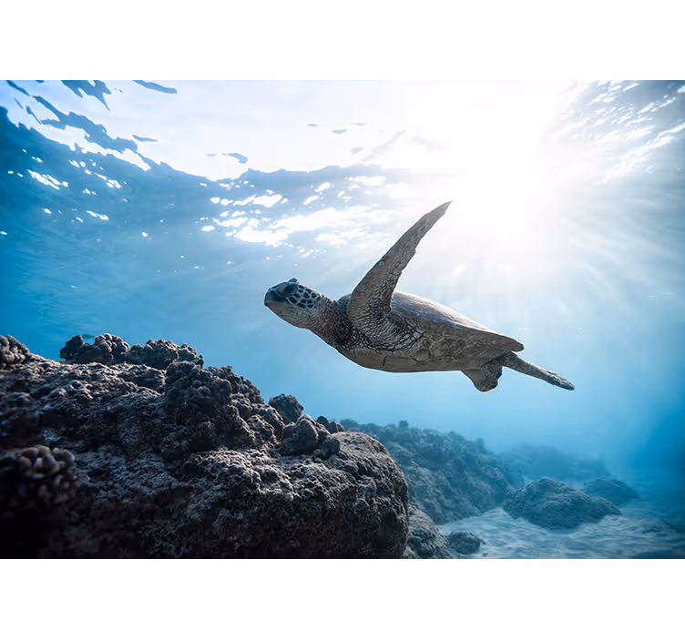 schwimmende Unterwasserschildkröte fototapete - TenStickers