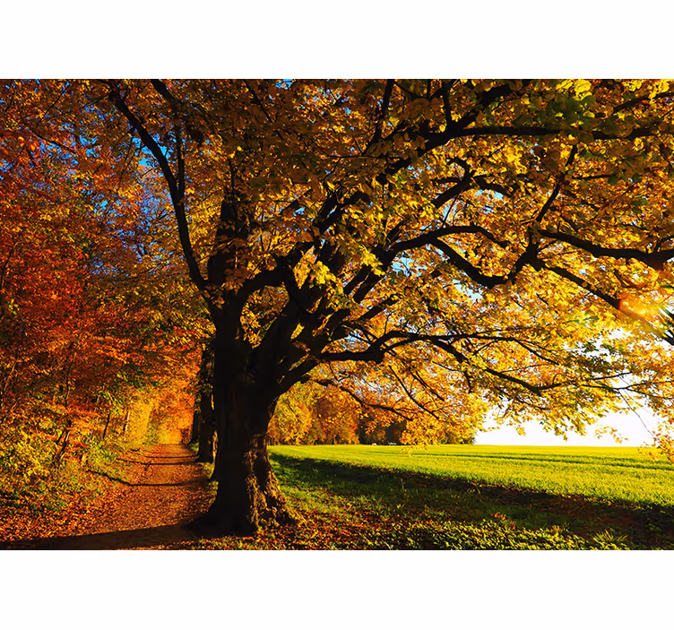 Schöner Herbstbaum Wandtapete - TenStickers