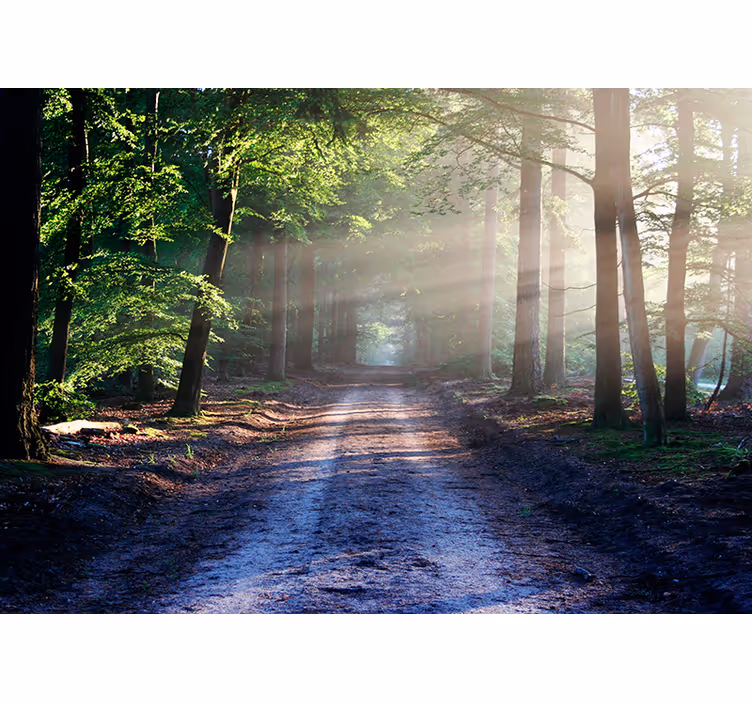 Sonnenbeschienene Straße in einem Wald Fototapete - TenStickers