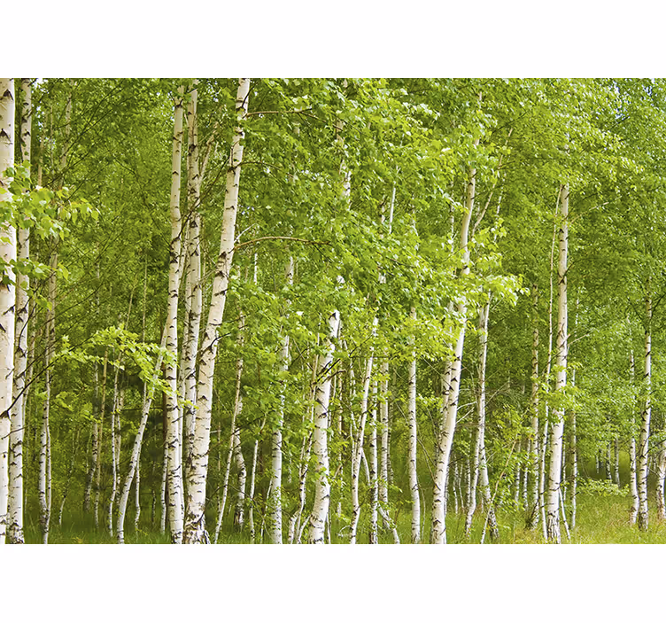 Baum Birkenwald Fototapete - TenStickers