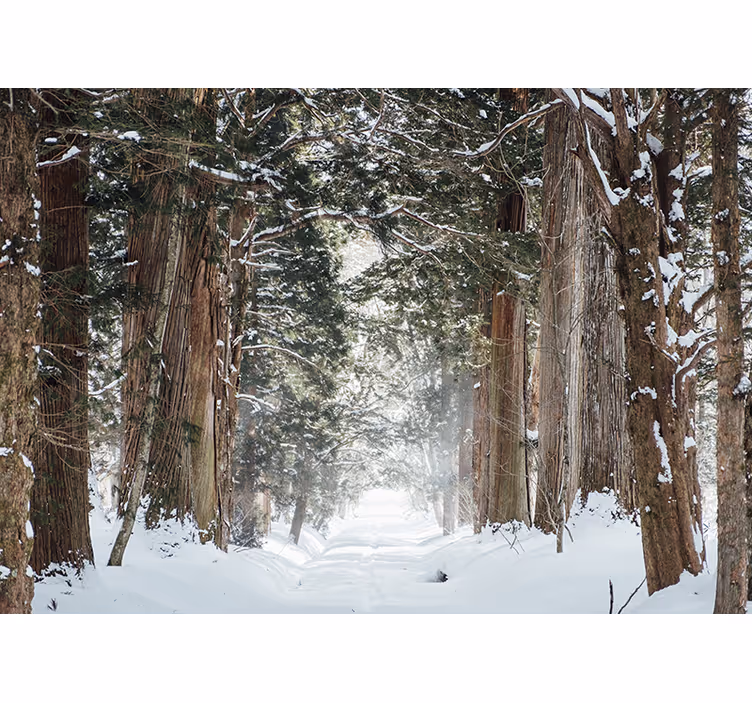 Winter Wald Bäume Fototapete - TenStickers