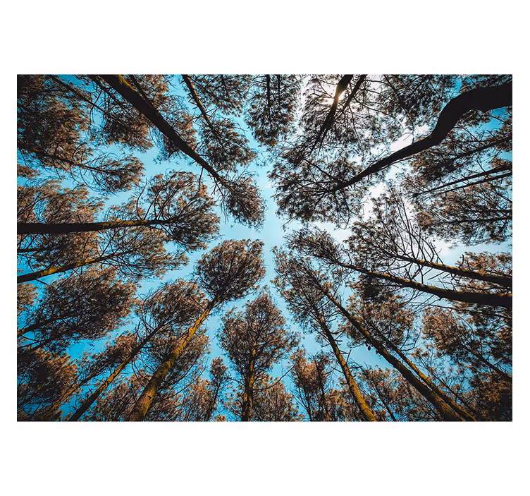 Wald von unten Wald Wandtapete - TenStickers