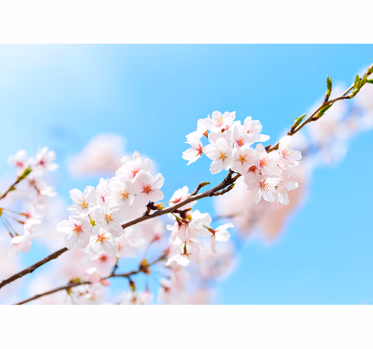 Fototapete weiße Kirschblüten - TenStickers