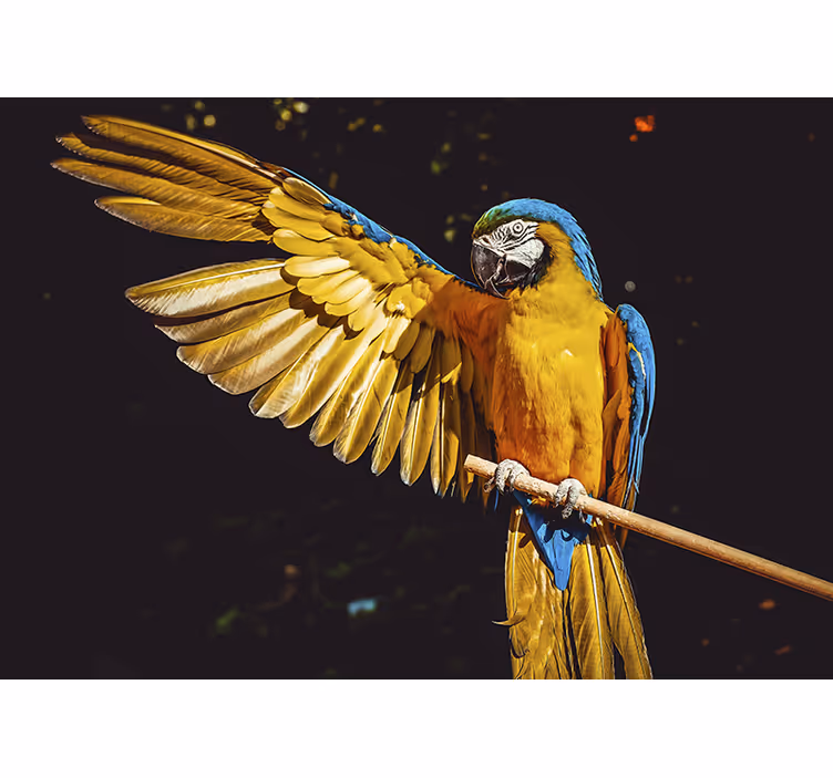 Tropischer Vogel Fototapete - TenStickers