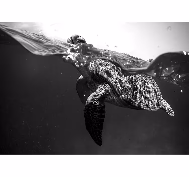 Schwarzweiss Schildkröte Fototapete - TenStickers