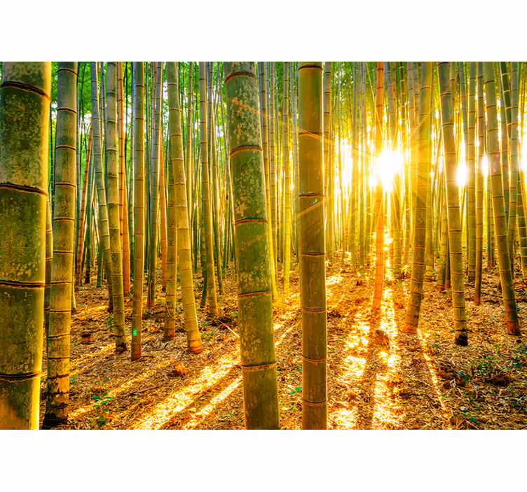 Bambuswald im Sonnenlicht Landschaft Wandtapete - TenStickers
