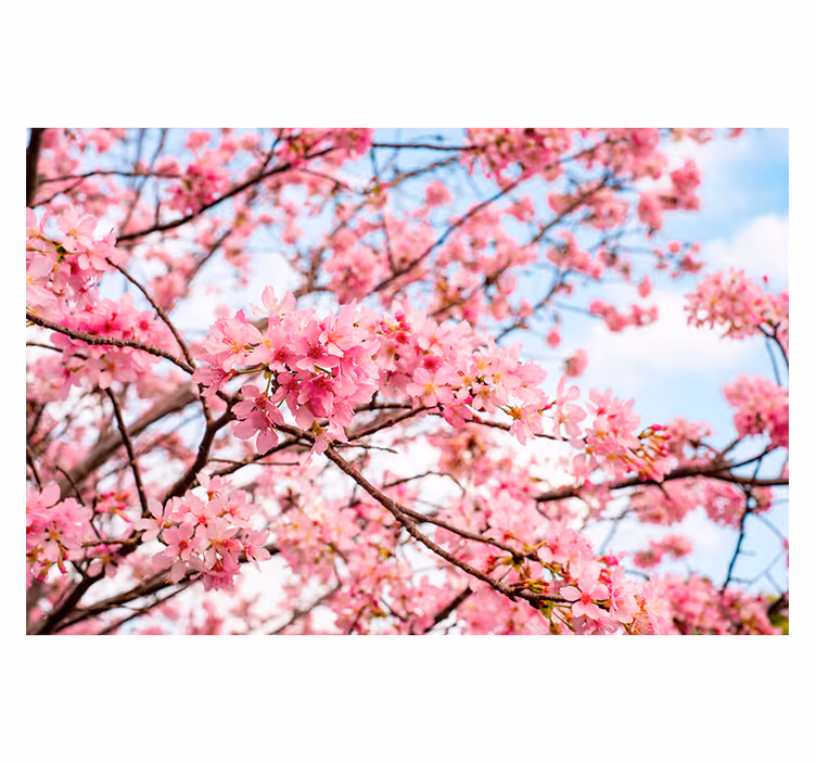Fototapete blumen kirschblüten freude - TenStickers