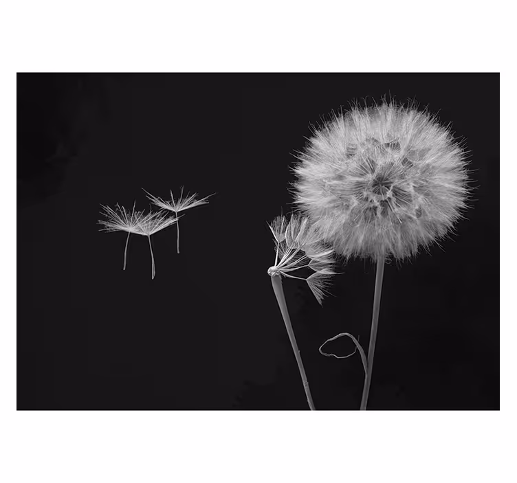 Fototapete Pusteblume elegante silhouetten - TenStickers