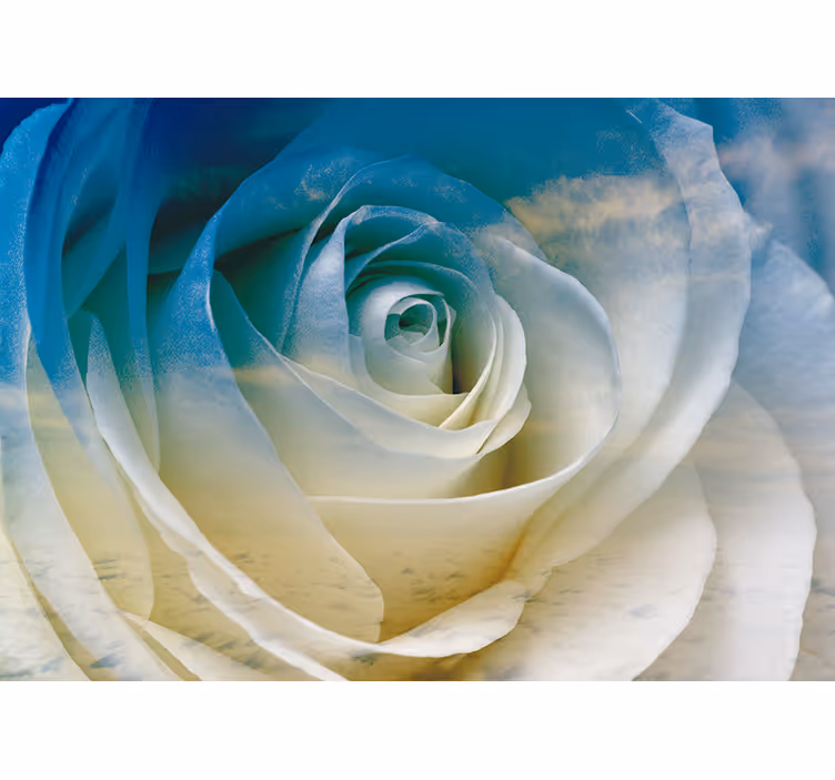 Fototapete blumen rosenblüten eleganz - TenStickers
