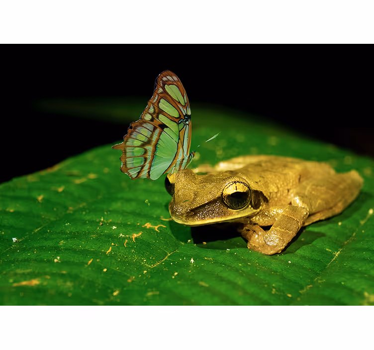 Fototapete Tiere frosch und schmetterling - TenStickers