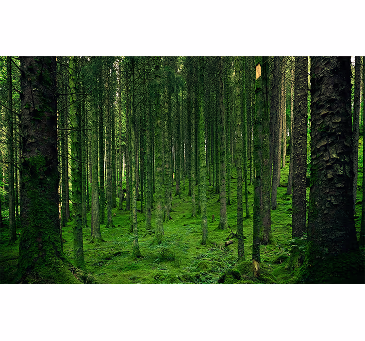 Fototapete wald üppiger wald - TenStickers