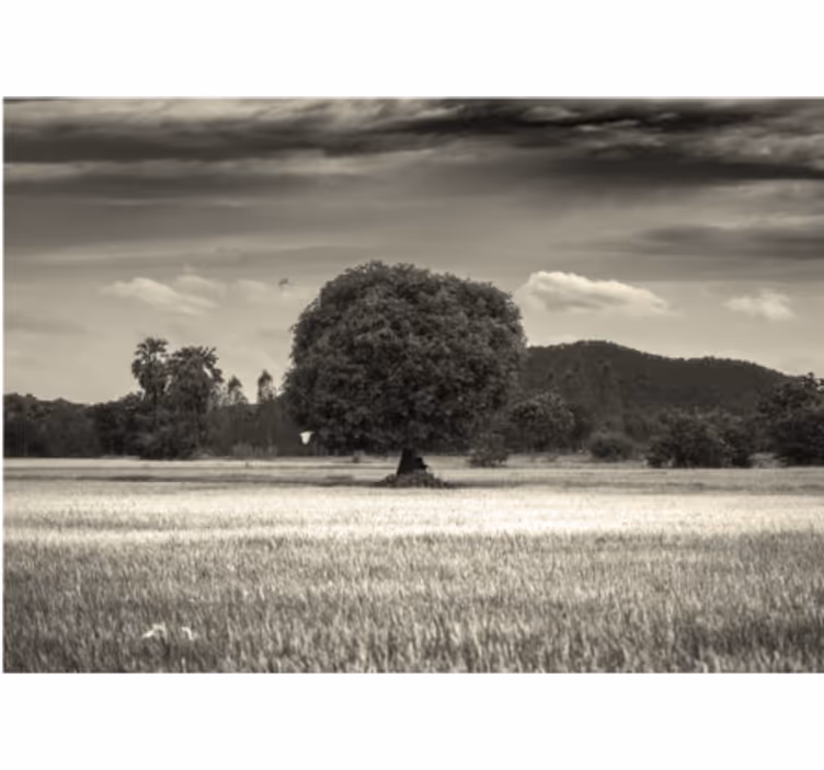 Fototapete baum einsamer baum landschaft - TenStickers