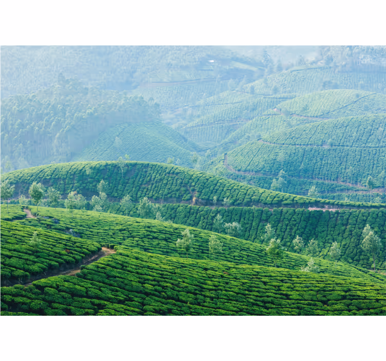 Fototapete landschaft teeplantagen hügel - TenStickers