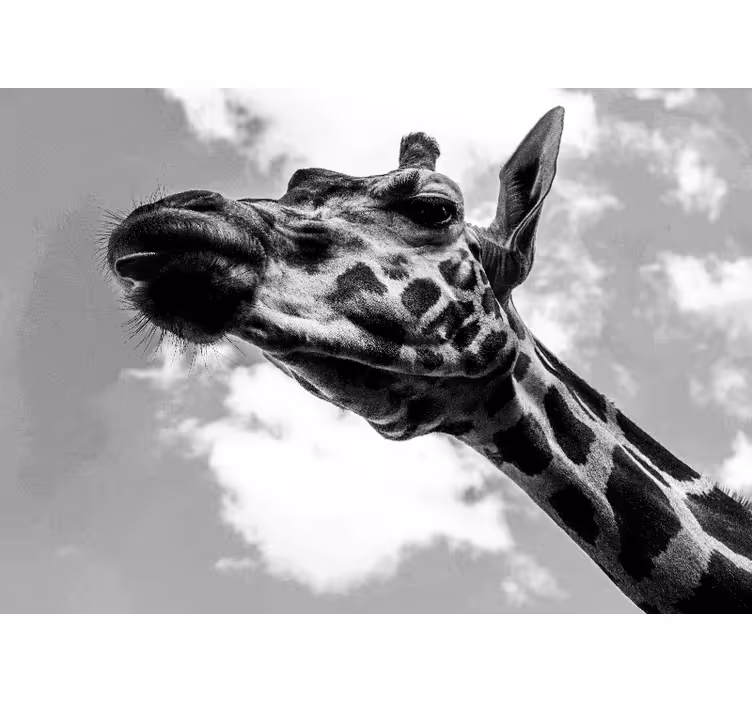 Fototapete Tiere giraffenporträt - TenStickers