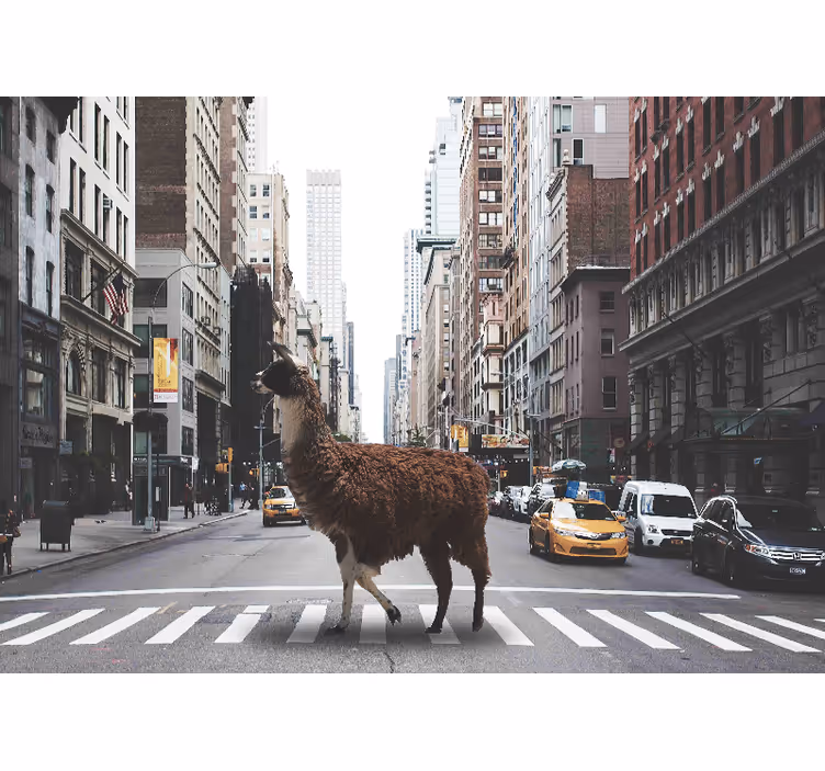 Fototapete New York Ein lama in new york - TenStickers